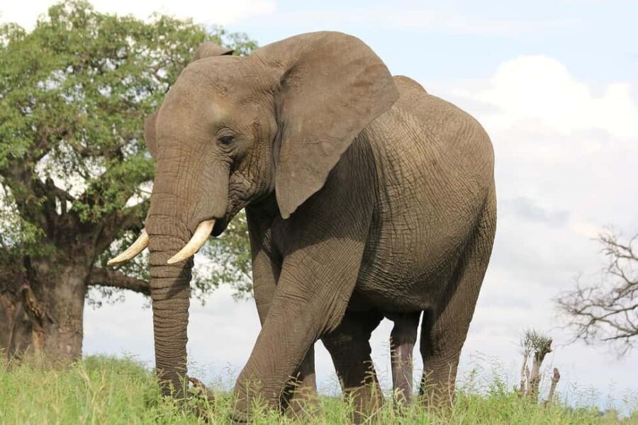 2 Days Mikumi national park comfortable safari from Dar - What’s Included and What Not