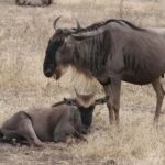 2-Days Mikumi National Park from Dar-es-Salaam by luxury car - Transport, Accommodation, and Guide Experience