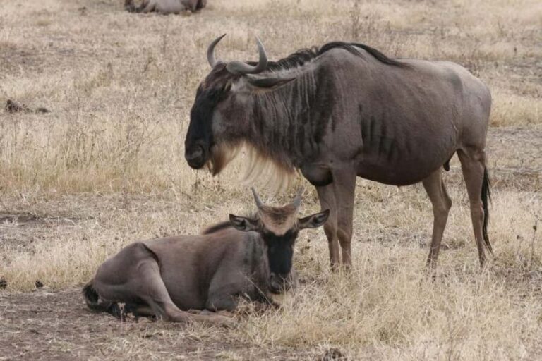 2-Days Mikumi National Park from Dar-es-Salaam by luxury car - Transport, Accommodation, and Guide Experience