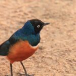 2-Days Mikumi National Park Luxury Safari from Zanzibar - What’s Included & What’s Not