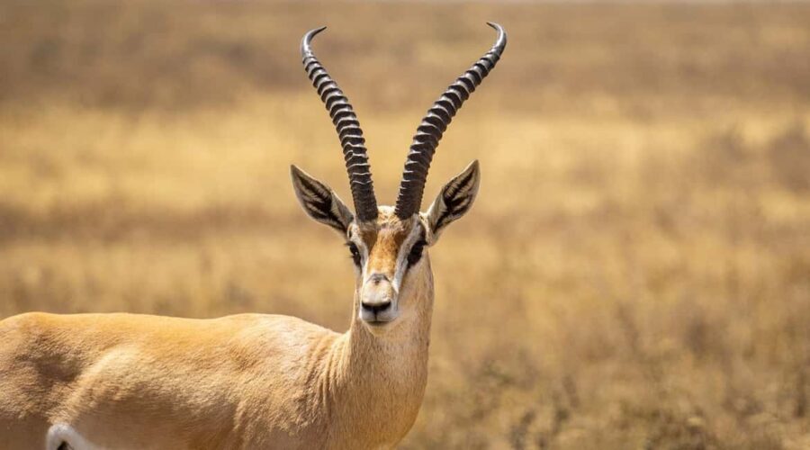 2 DAYS - MIKUMI PARK FROM DAR ES SALAAM BY LUXURY TRAIN - The Itinerary: What to Expect on Your Mikumi Safari