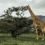 2 Days Mikumi With Night Game Drive by Open Jeep: morogoro - Why This Tour Offers Excellent Value