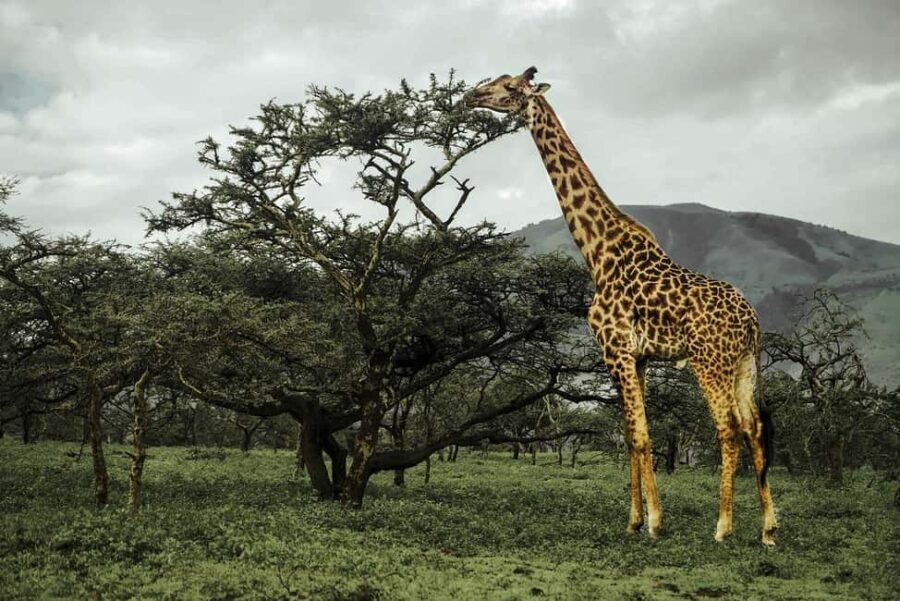 2 Days Mikumi With Night Game Drive by Open Jeep: morogoro - Why This Tour Offers Excellent Value