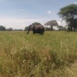 2-Days, Ngorongoro crater and Tarangire Safari. - What’s Included and What to Consider