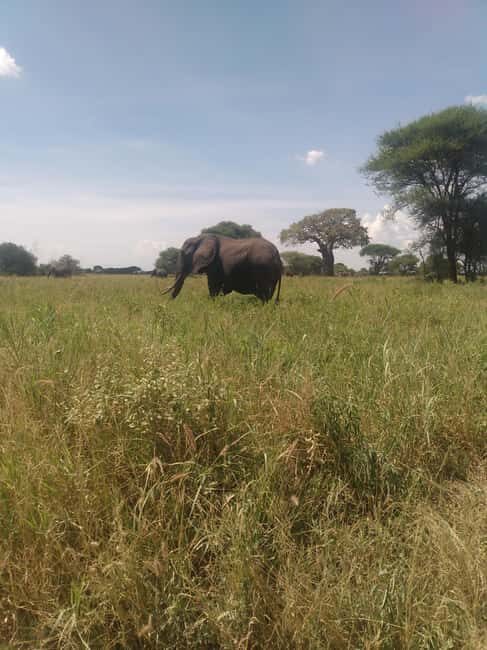 2-Days, Ngorongoro crater and Tarangire Safari. - What’s Included and What to Consider