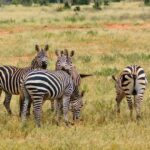 2 Days Ngutuni Sanctuary, Tsavo East Private Safari - Why Choose Ngutuni Over Larger Parks?