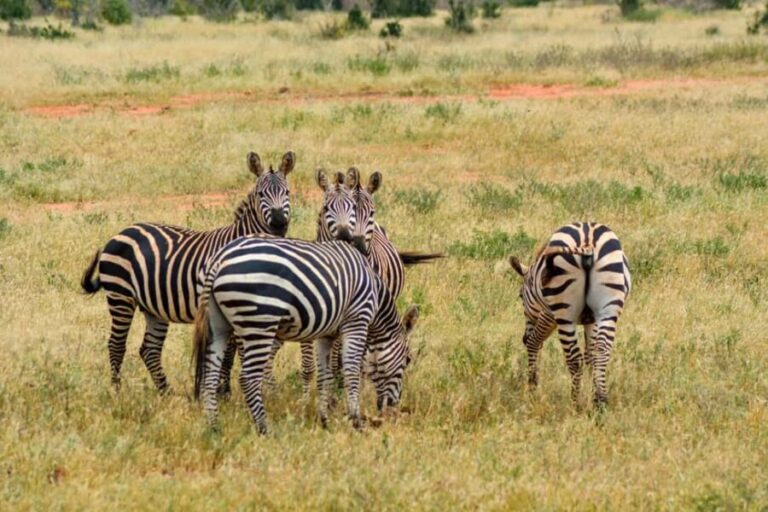 2 Days Ngutuni Sanctuary, Tsavo East Private Safari - Why Choose Ngutuni Over Larger Parks?