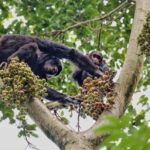 2 Days Nyungwe National Park Tours -Chimp-Canopy-Waterfall - Authentic Experiences and Unique Insights