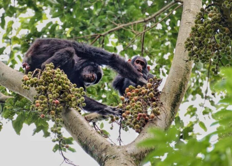 2 Days Nyungwe National Park Tours -Chimp-Canopy-Waterfall - Authentic Experiences and Unique Insights