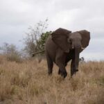 2 days Pilanesberg national park luxury safari - Highlights That Make This Tour Special