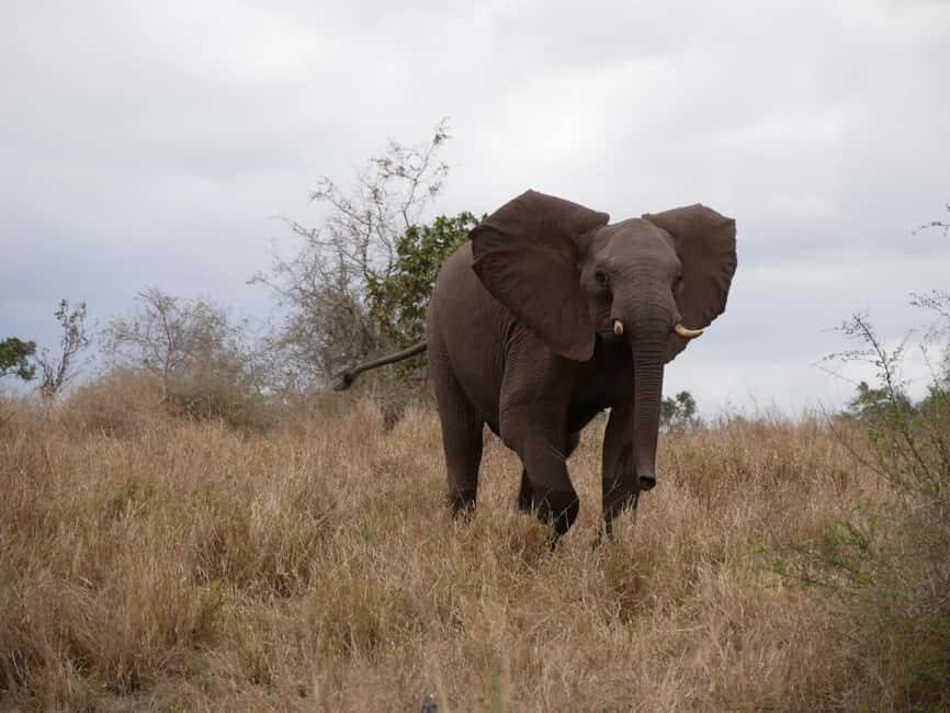 2 days Pilanesberg national park luxury safari - Highlights That Make This Tour Special
