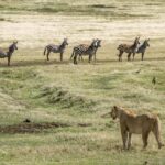 2-Days Private Budget Safari from and to Zanzibar - How the Experience Begins: Zanzibar to Tarangire