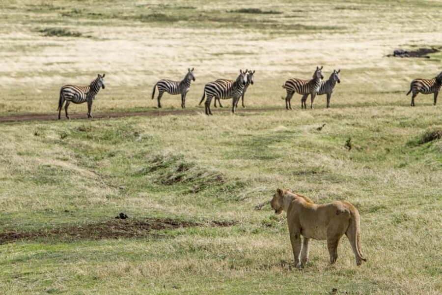 2-Days Private Budget Safari from and to Zanzibar - How the Experience Begins: Zanzibar to Tarangire