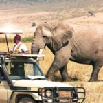 2 Days Private Midrange Safari from Dar Es Salaam - Day 1: Exploring Tarangire National Park
