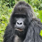 2 Days Rwanda Gorilla safaris and culture tour experience. - Itinerary Breakdown and Practical Details