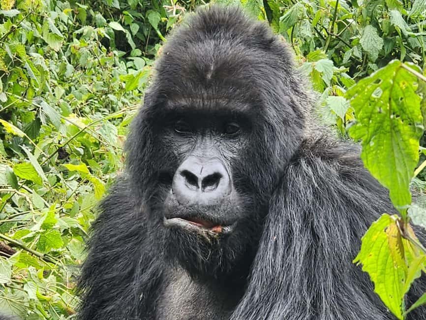 2 Days Rwanda Gorilla safaris and culture tour experience. - Itinerary Breakdown and Practical Details