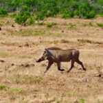 2-Days safari adventure from Zanzibar to Nyerere by flight - In-Depth Breakdown of the Itinerary