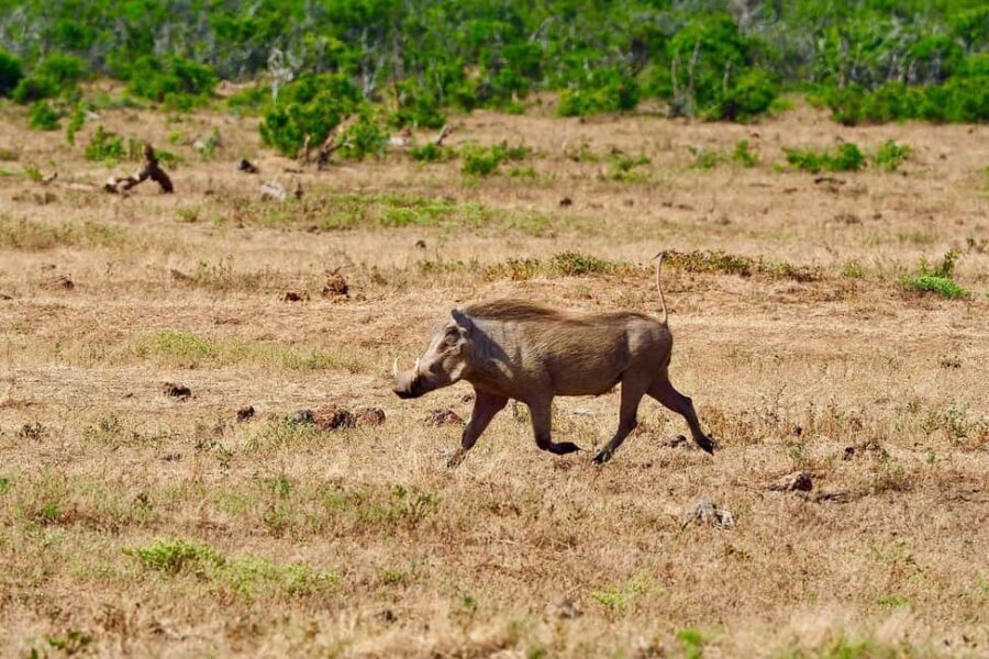 2-Days safari adventure from Zanzibar to Nyerere by flight - In-Depth Breakdown of the Itinerary