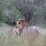 2-Days safari adventure to Mikumi N. Park from Dar-es-Salaam - Discovering Mikumi: The Gateway to Tanzania’s Wildlife