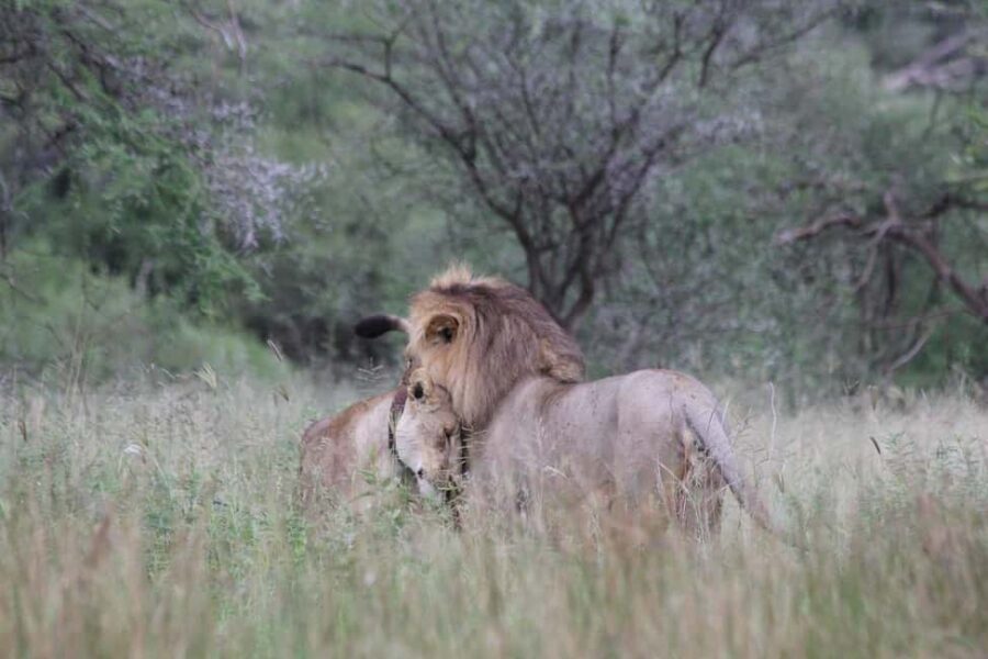 2-Days safari adventure to Mikumi N. Park from Dar-es-Salaam - Discovering Mikumi: The Gateway to Tanzania’s Wildlife