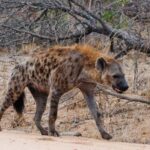 2-days safari adventure to Nyerere from Zanzibar by flight - Transportation and Comfort