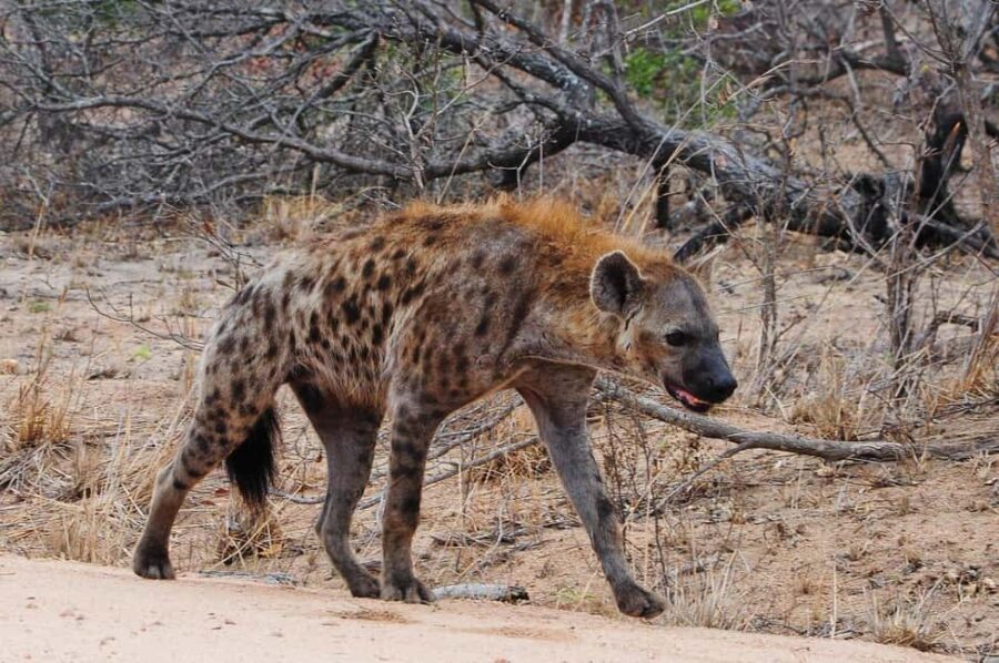 2-days safari adventure to Nyerere from Zanzibar by flight - Transportation and Comfort