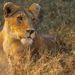 2-Days safari to Nyerere National P. from Zanzibar by flight - Who This Tour Is Perfect For