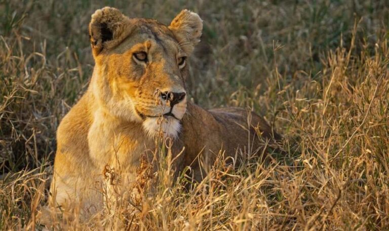 2-Days safari to Nyerere National P. from Zanzibar by flight - Who This Tour Is Perfect For