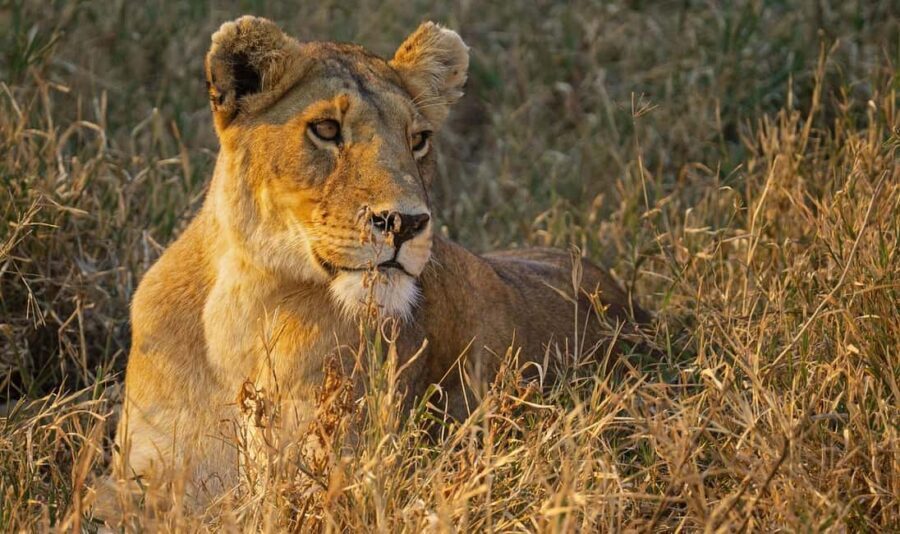 2-Days safari to Nyerere National P. from Zanzibar by flight - Who This Tour Is Perfect For