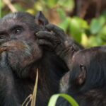 2 Days Sweetwaters Ol Pejeta Conservancy Safari from Nairobi - Final Thoughts: Is It Worth It?