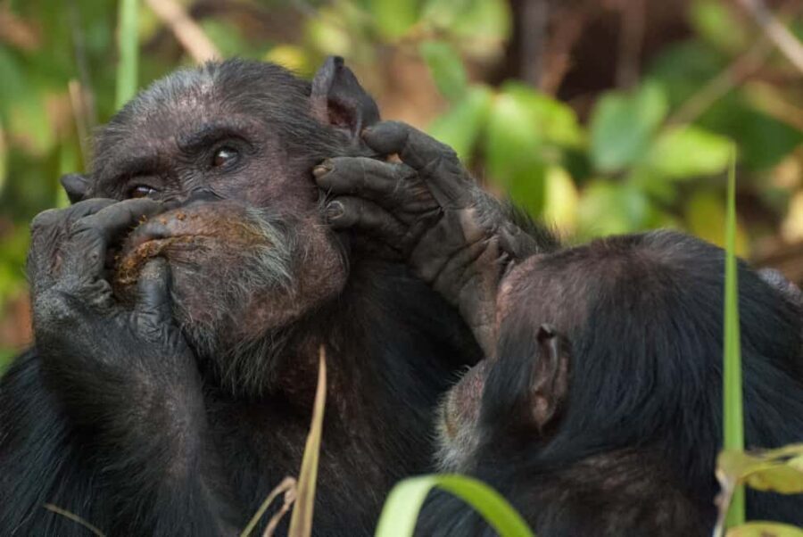 2 Days Sweetwaters Ol Pejeta Conservancy Safari from Nairobi - Final Thoughts: Is It Worth It?