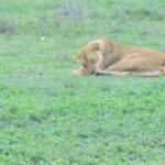 2 Days Tanzania Budget Group Joining Safari - The Experience Overview