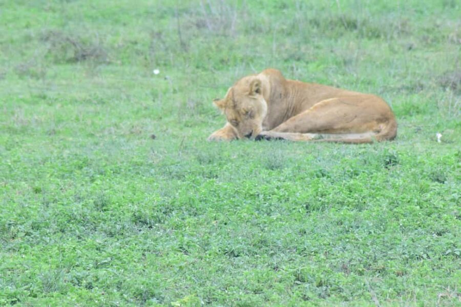 2 Days Tanzania Budget Group Joining Safari - The Experience Overview