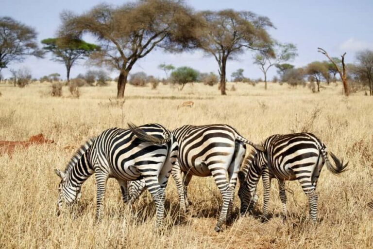 2 Days Tanzania Camping Safari - What’s Included and What’s Not