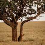 2 Days Tarangire & Ngorongoro Crater - Transportation and Guides