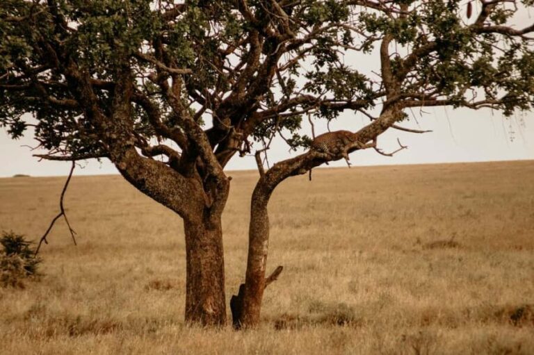 2 Days Tarangire & Ngorongoro Crater - Transportation and Guides