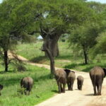 2 Days Tarangire & Ngorongoro Crater Safari - A Close Look at the 2-Day Safari Experience