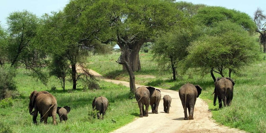 2 Days Tarangire & Ngorongoro Crater Safari - A Close Look at the 2-Day Safari Experience