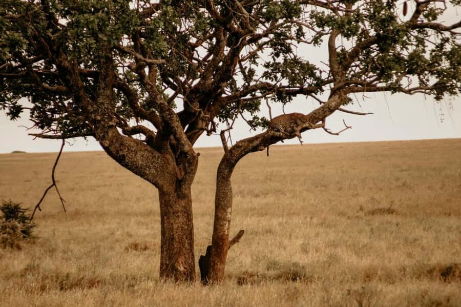 2 Days Tarangire & Ngorongoro Crater - Transportation and Guides
