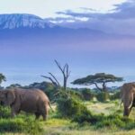 2 DAYS TO AMBOSELI NATIONAL PARK FROM NAIROBI - The Experience: A Closer Look at the Itinerary