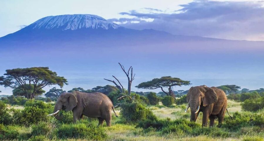 2 DAYS TO AMBOSELI NATIONAL PARK FROM NAIROBI - The Experience: A Closer Look at the Itinerary
