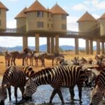 2 DAYS TO TAITA HILLS GAMES SANCTUARY - Setting the Scene: What’s Special About Taita Hills