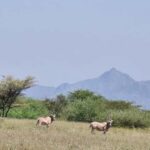 2 Days Wildlife & Bird Watching Tours to Awash National Park - What’s Included and What to Expect