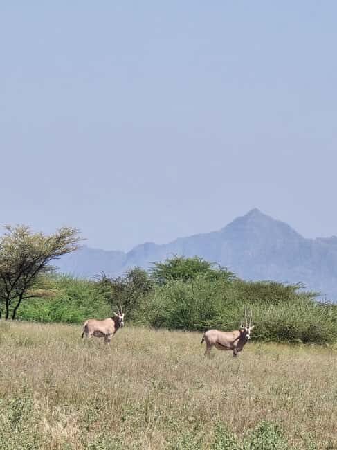 2 Days Wildlife & Bird Watching Tours to Awash National Park - What’s Included and What to Expect