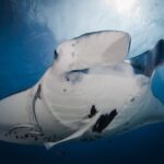2 Dives in the morning for certified divers in Bora Bora - Who Will Love This Tour?