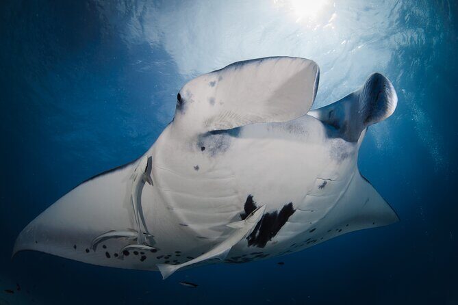 2 Dives in the morning for certified divers in Bora Bora - Who Will Love This Tour?