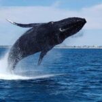 2 Hour Whale-Watching Cruise from Hillarys Boat Harbour - The Sum Up