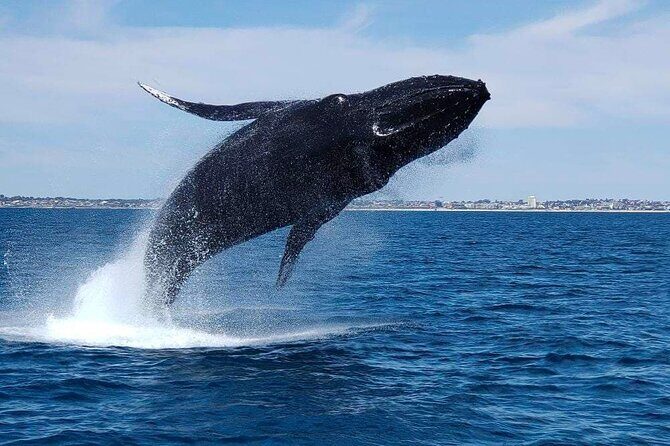 2 Hour Whale-Watching Cruise from Hillarys Boat Harbour - The Sum Up