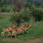 2-Nights 3-Days to Mikumi National Park from Dar-es-Salaam - What Makes This Tour Stand Out?
