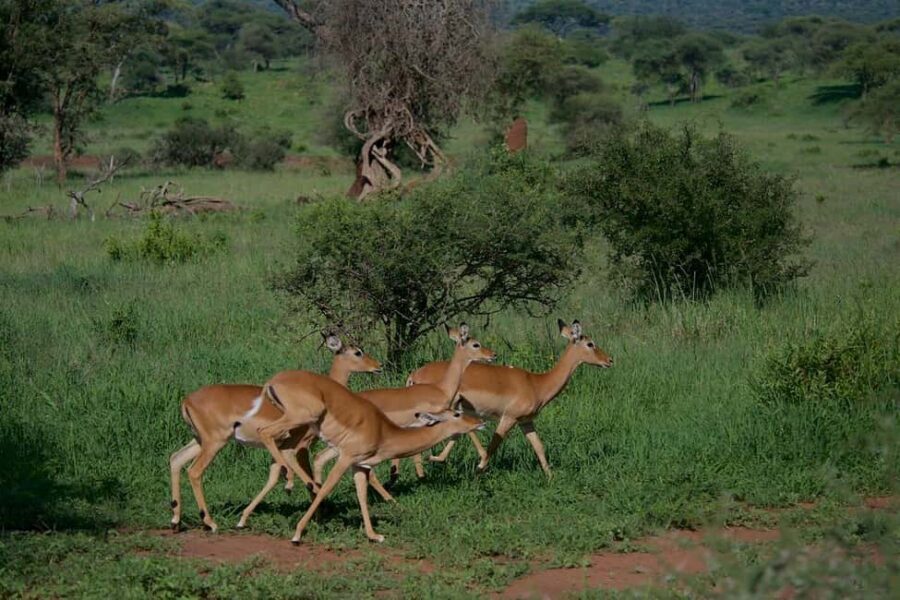 2-Nights 3-Days to Mikumi National Park from Dar-es-Salaam - What Makes This Tour Stand Out?